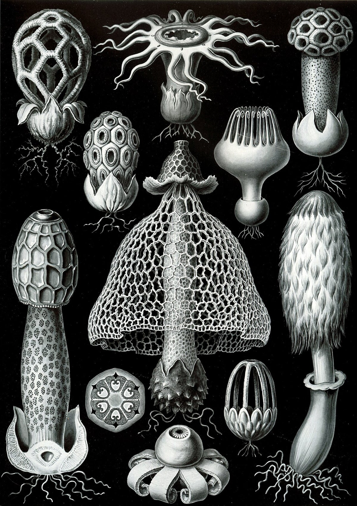 Queer History Club: Queer Fungi