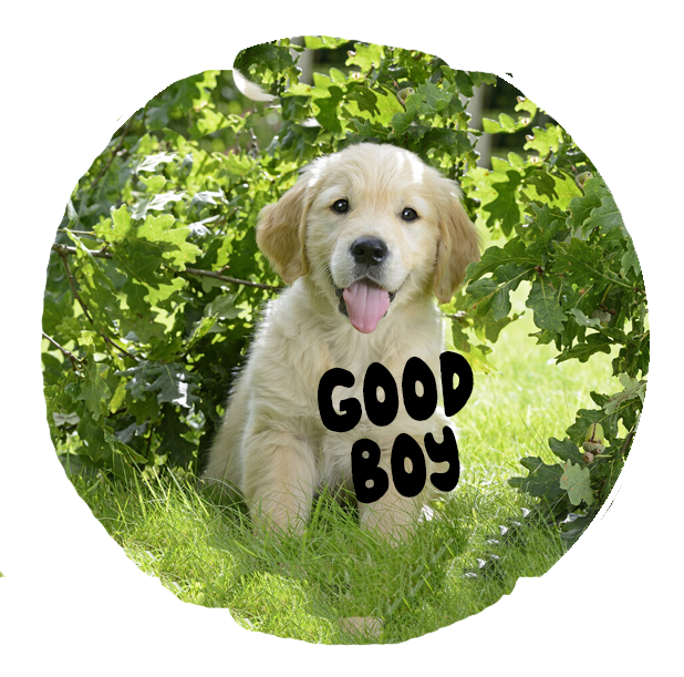 Good Boy badge